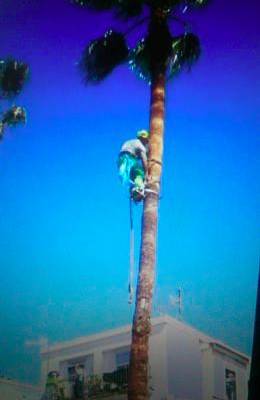 Rescatan a un gato atrapado durante más de un día en una palmera de 15 metros de altura