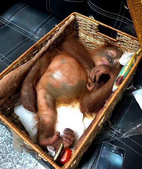Intentaba volar con un orangután en la maleta