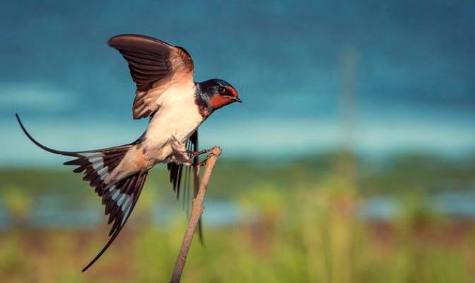 SEO BirdLife promueve la conservación de la biodiversidad con la participación e implicación de la sociedad.