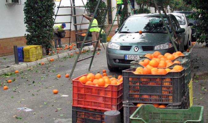 Culmina la recogida de la mayor cosecha de naranjas de los últimos años