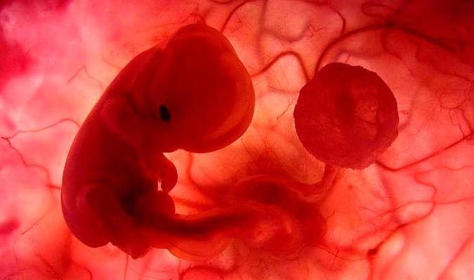 Un embrión humano. / EFE