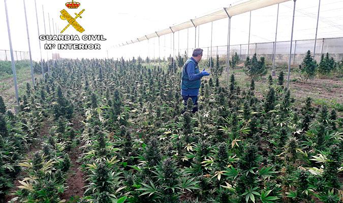 Imagen de la plantación de marihuana descubierta en Marchena. / El Correo