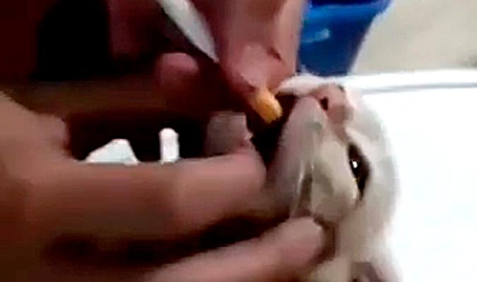El Pacma denuncia un vídeo en el que se obliga a fumar a un gato