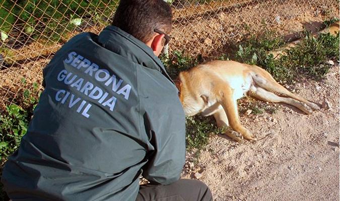 Un agente del Seprona ante un perro maltratado. / El Correo