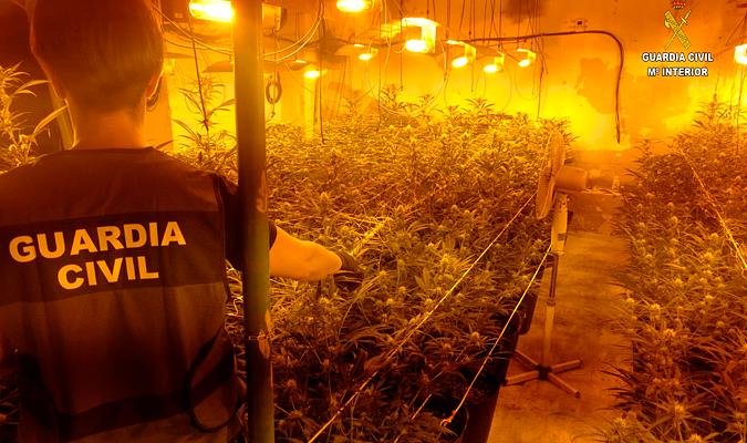Plantación de marihuana descubierta por la Guardia Civil. / El Correo