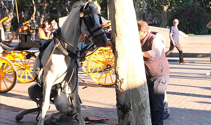 Un caballo en la zona centro de Sevilla. / El Correo