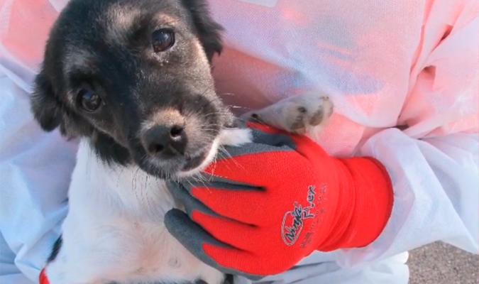 Uno de los perros rescatados. / Guardia Civil