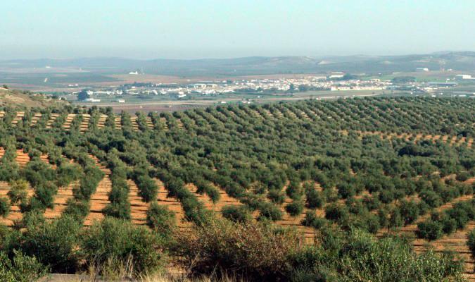 Piden a la Junta que articule un plan de subvenciones para arrancar olivares viejos