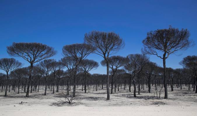 Un pinar completamente calcinado en el espacio protegido de Doñana tras el incendio de 2017. EFE/Julio Muñoz