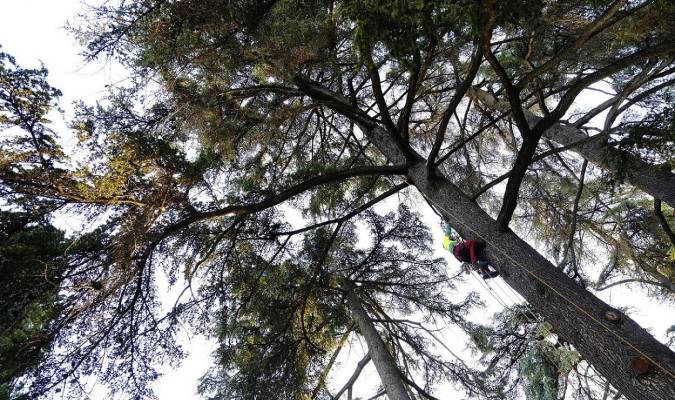 Un operario actúa sobre uno de estos árboles de gran porte. Foto: El Correo.