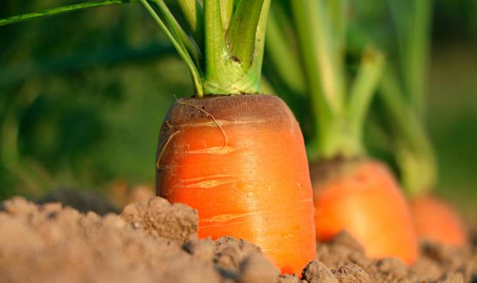 El Registro de Explotaciones Agrarias entrará en vigor el 1 de octubre con el fin de ahondar en la trazabilidad alimentaria