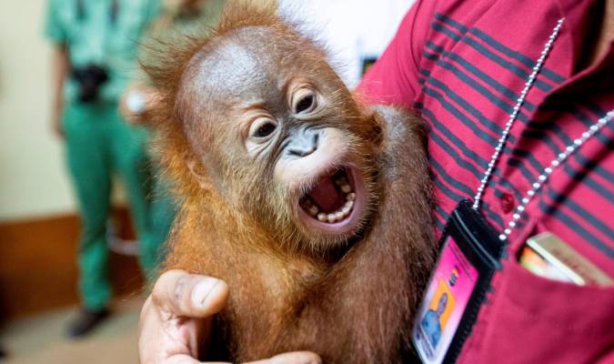 El orangután de dos años es mostrado a la prensa. EFE/ Made Nagi
