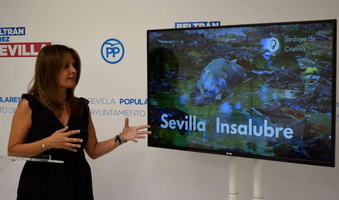 Alertan de más de 300 denuncias por plagas de ratas en Sevilla