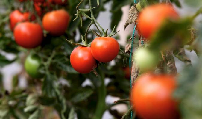 Los Palacios y Villafranca triplica su producción de tomate en solo cinco años