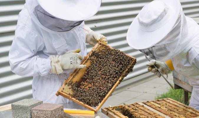 La Consejería de Agricultura abona 6,7 millones en ayudas para apicultura y mantenimiento de razas autóctonas