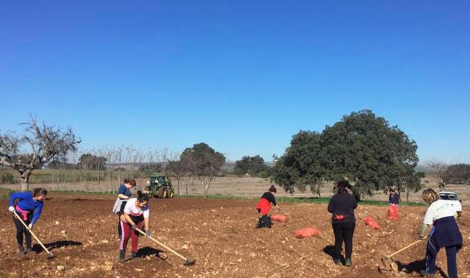 Ya son más de 23 hectáreas las que el Ayuntamiento de Osuna destina a la plantación de espárragos ecológicos en Las Turquillas 