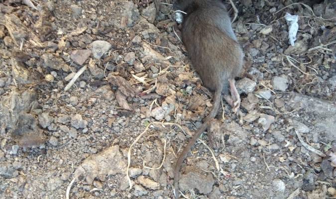 Alertan del «aumento de la plaga de ratas» en Triana