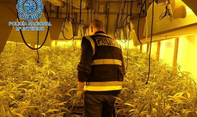 Dos detenidos tras incautar más de mil plantas de marihuana en Dos Hermanas