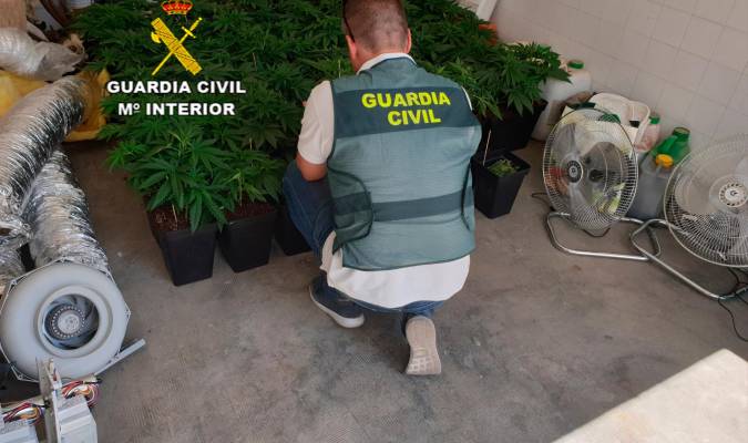 Detenido por tener una plantación de marihuana en casa de sus suegros
