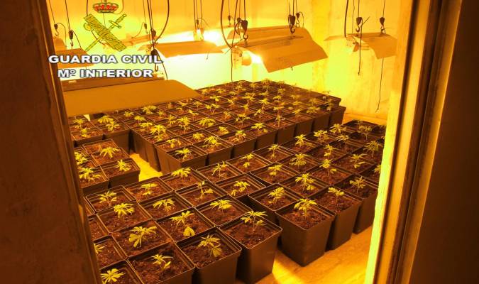 Cultivo de marihuana localizado en Utrera
