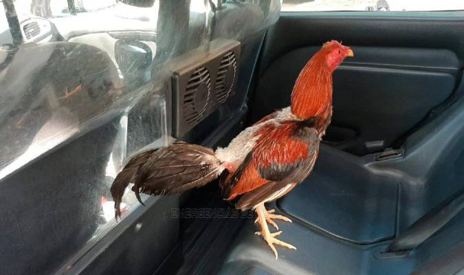 Denunciado por maltrato animal tras realizar peleas de gallos en el Polígono Sur