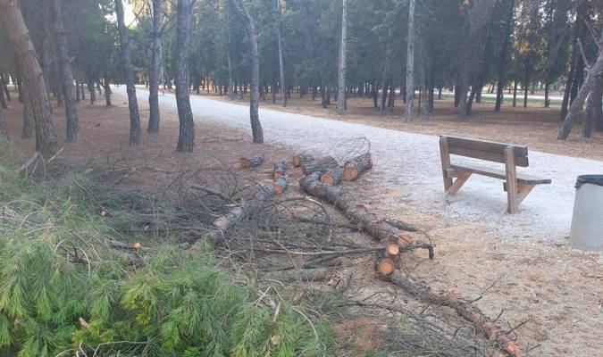 Polémica por la tala de un pino en un parque de Sevilla Este