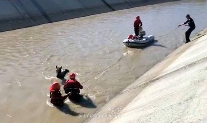 Rescatan un potro caído en el canal de Torreblanca