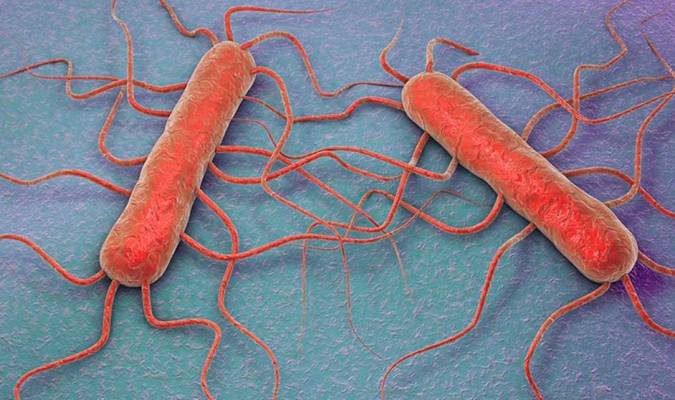 Ilustración 3D de la bacteria ‘Listeria monocytogenes’.