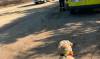 La unidad canina de Bomberos se une a la búsqueda de un vecino desaparecido en Chiclana
