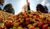Sevilla recibe 3,7 millones en ayudas para el cultivo de frutales y frutos de cáscara