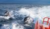 ¿Por qué atacan las orcas a los barcos?