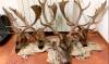 Investigan a un joven en Sevilla por cazar ciervos y llevarse sus cabezas