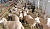 Confirmado un foco de VOC en una explotación de ovejas en Granada