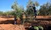 Planas estudia revisar las peonadas del subsidio agrario del olivar