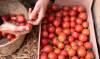Sesenta y seis toneladas de tomates de Andalucía se distribuirán en España y Europa