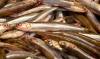 ¿Qué está pasando con la población de sardina y boquerón en el Mediterráneo?