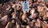 Desnudos en Barcelona para exigir el cierre de las granjas peleteras