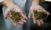 España aprueba el cannabis medicinal para múltiples dolencias