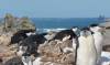 Pingüinos duermen 12 horas al día al cabo de miles de microsueños