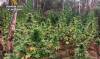 Dos detenidos tras desmantelar 122 plantas de marihuana en Villablanca