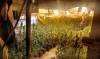 Decomisadas 468 plantas de marihuana en Mairena