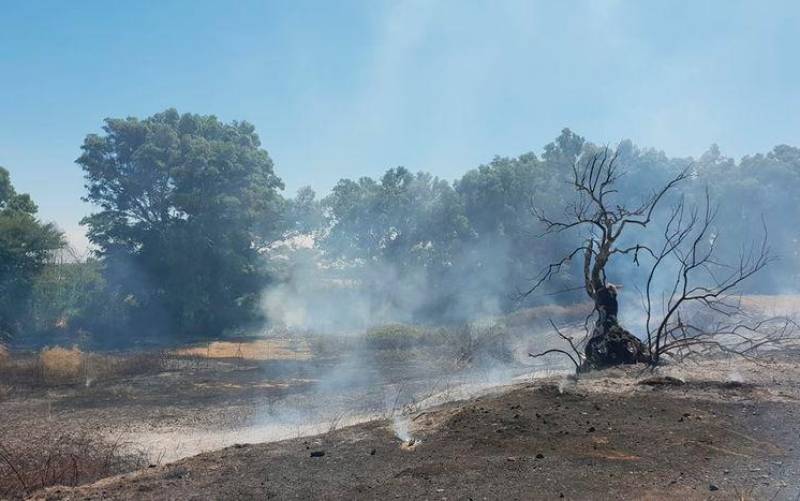 Estado de la zona arrasada por las llamas, en el paraje natural del arroyo Herreros en Alcalá del Río (Fotos: Ayuntamiento de Alcalá del Río)