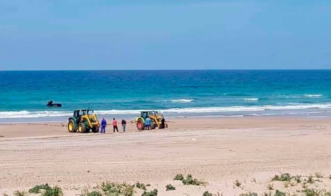 Fotografía realizada el pasado domingo 26 de abril y facilitada por las asociaciones ecologistas Agaden y Voluntarios de Trafalgar, de los tractores usados en la playa de Zahara de los Atunes (Cádiz) para fumigar con lejía. 