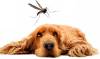 La Leishmaniosis en perros: una enfermedad compleja y su tratamiento eficaz