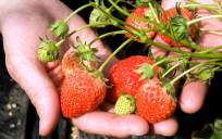 La Junta defenderá el consumo de la fresa onubense en Alemania