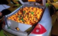 Interceptado un turismo con más de mil kilos de naranjas