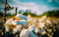 La campaña del algodón de Andalucía superará las 209.000 toneladas