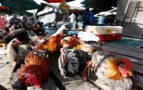 Varias gallinas se exhiben en un mercado en Phnom Penh, Camboya, el 25 de febrero de 2023. EFE/EPA/KITH SEREY