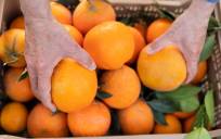 Recogida de naranjas en La Algaba- Sevilla / El Correo de Andalucía