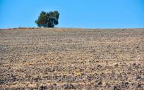 Un campo afectado por la sequía. / Jesús Barrera